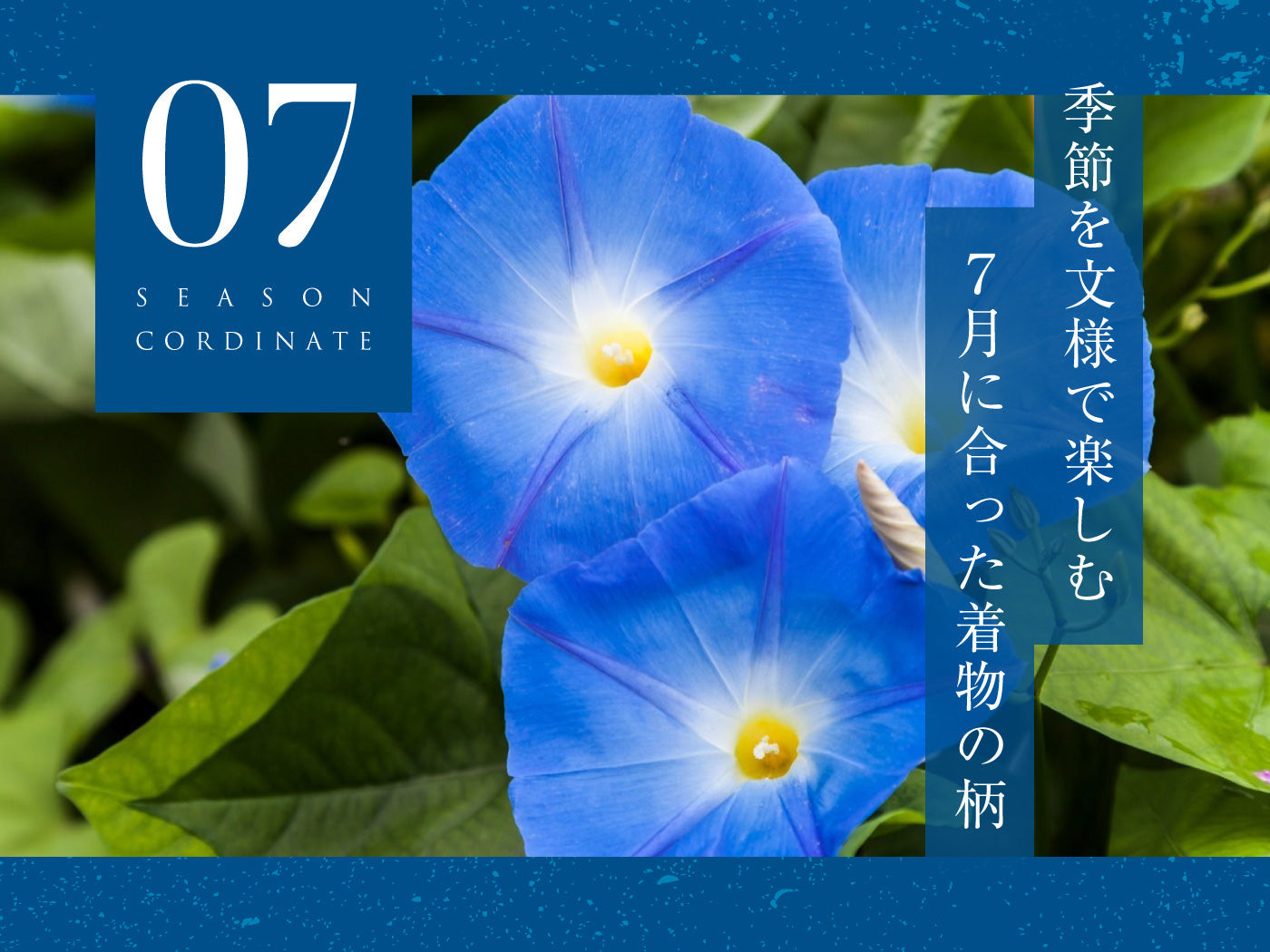 7月の文様で和装を楽しむ